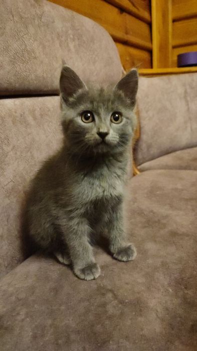 Котята от мамы британки мышеловки