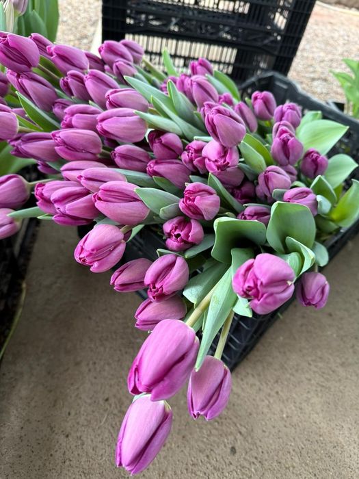 Тюльпаны к 8 марта