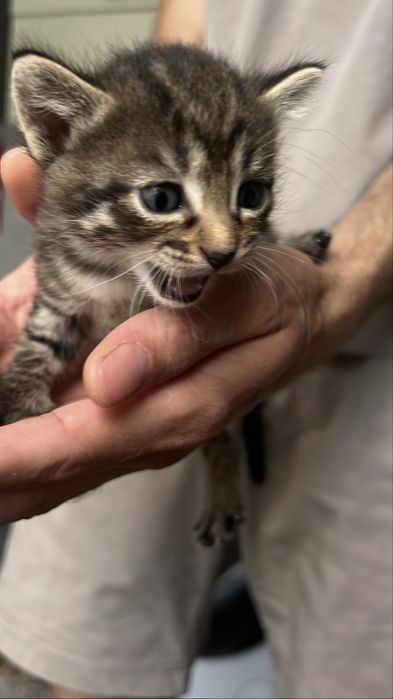 Бесплатно отдаем котят