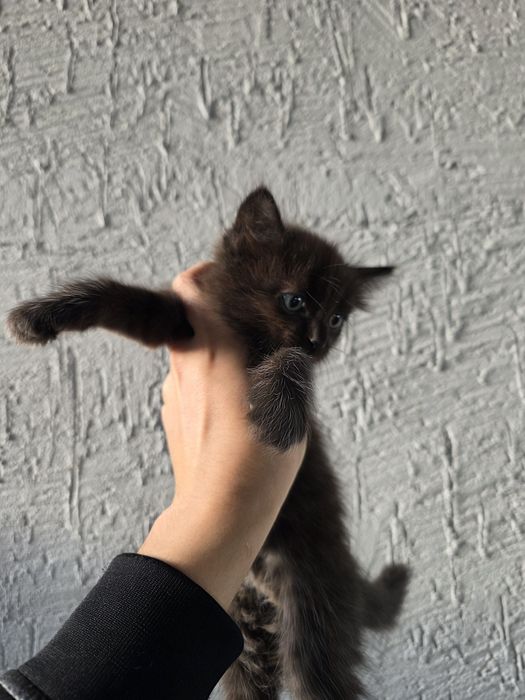 Отдам кошку и котят