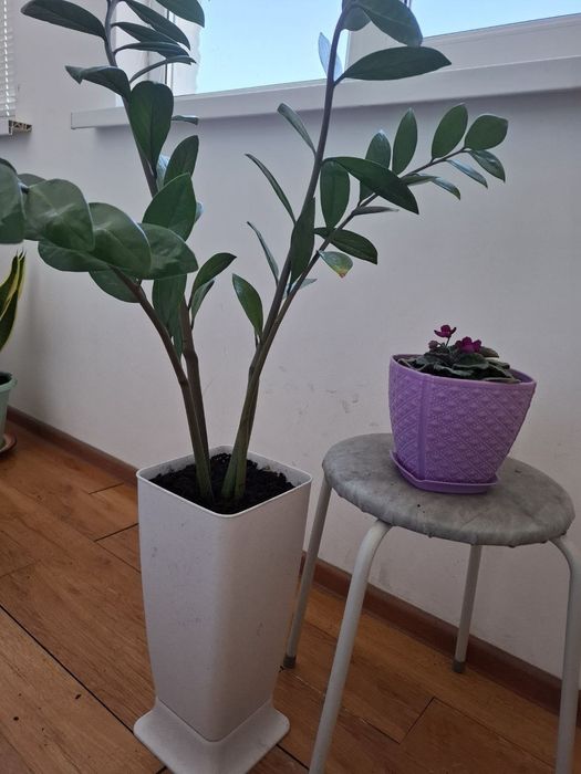 Срочно продам Денежное дерево, горшок с фиалками в подарок