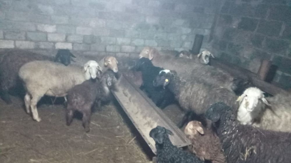 Продам баран находятся в черте города