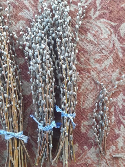 Продам вербу пушистую.