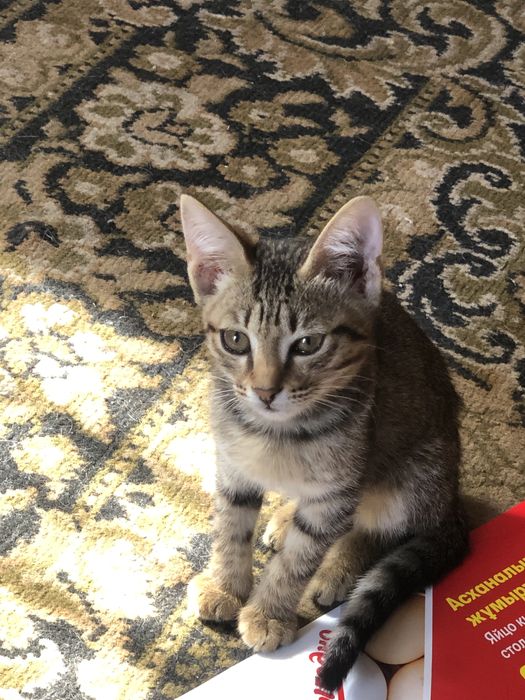 мысык в добрые руки