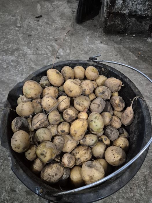 На корм скоту Картофель