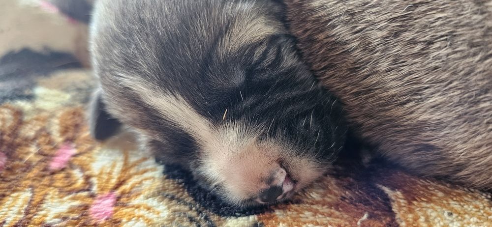 Собаки простые астана