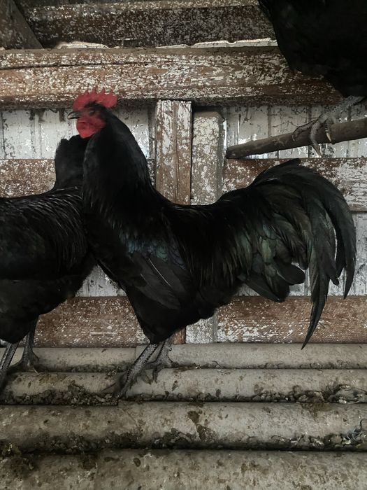 Cocoși australorp negru