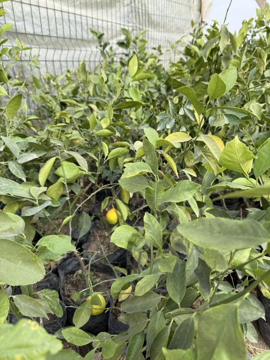 Лимон кучатлари бор