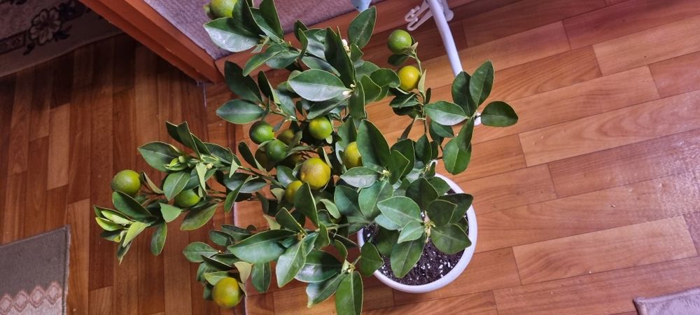 Лимоны ,мандарины.цветут и с плодами