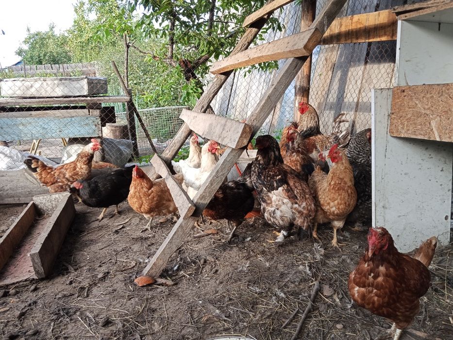Продам 15 курицы и 1 петух