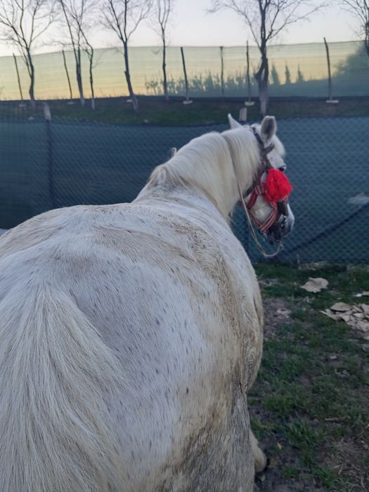 Vând iapă sură  foarte cuminte merge la caruță la călărit