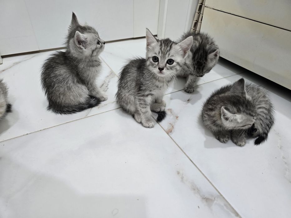 Отдам котят в хорошие руки!