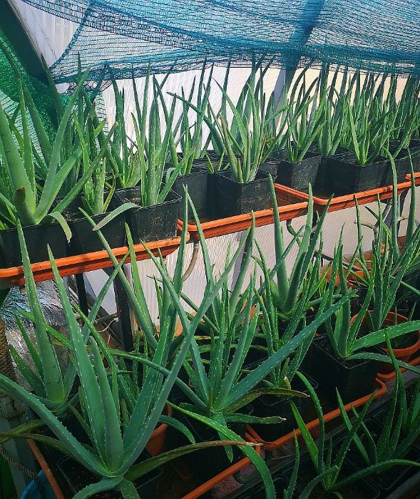 Set 2 pui Aloe vera Aloe barbadensis Miller 1,5 ani