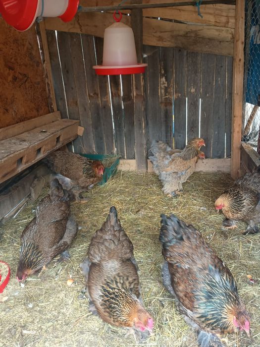 De vânzare familii  de găini brahma