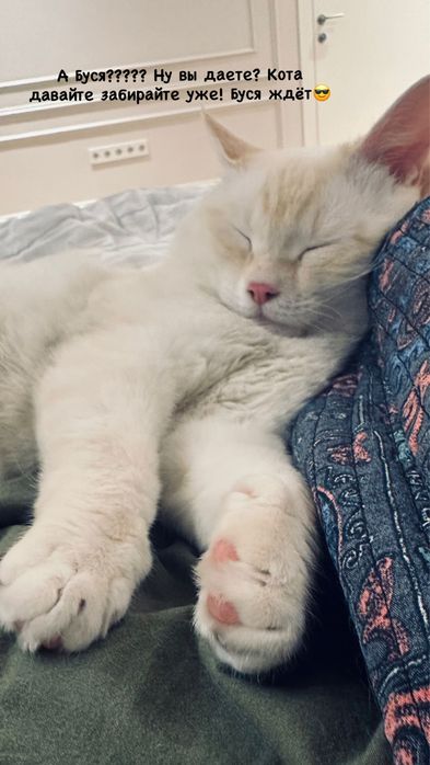 Ищу любящую семью для Буси!