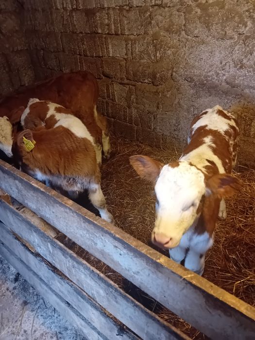 Vând 2 tăurași și o vițea de 3 săptămâni