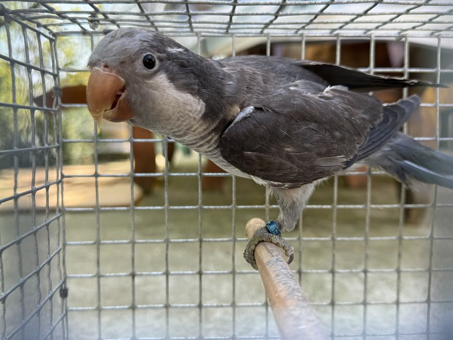 Papagali Calugari