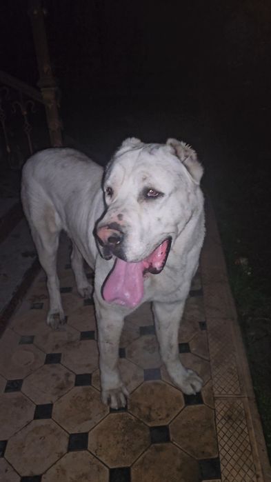 Alabay, 1yil2oylik tyaj 85kg