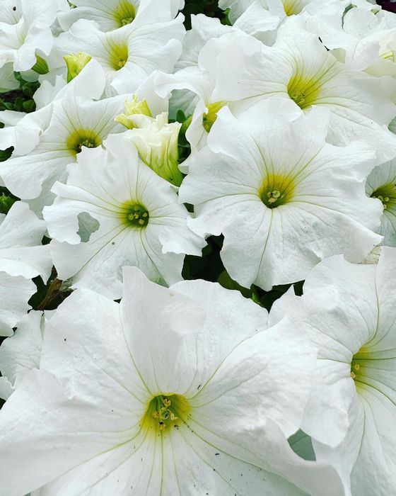 Петуния рассада цветов оптом