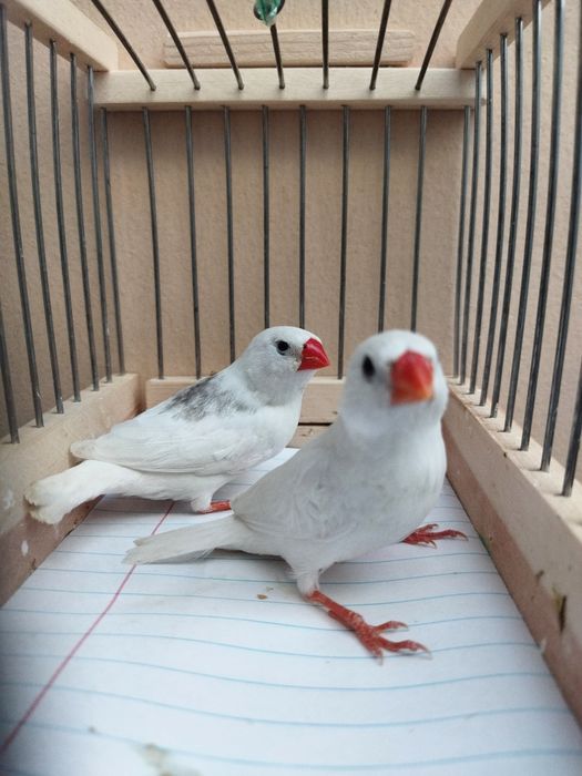 Сотилди Продан Sotildi