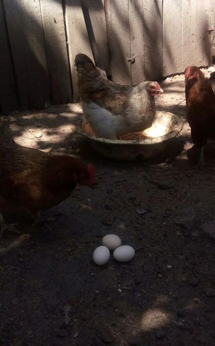 Продам инкубационные яйца