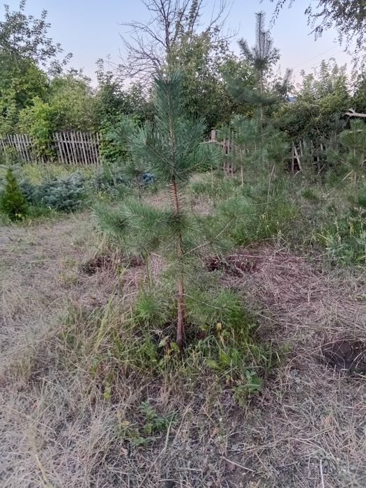 Сосна саженцы до 1,2м