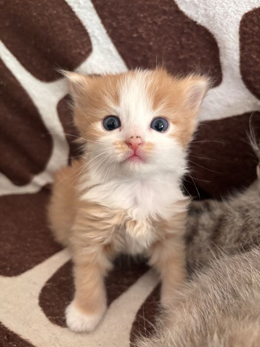 отдам рыжего котенка
