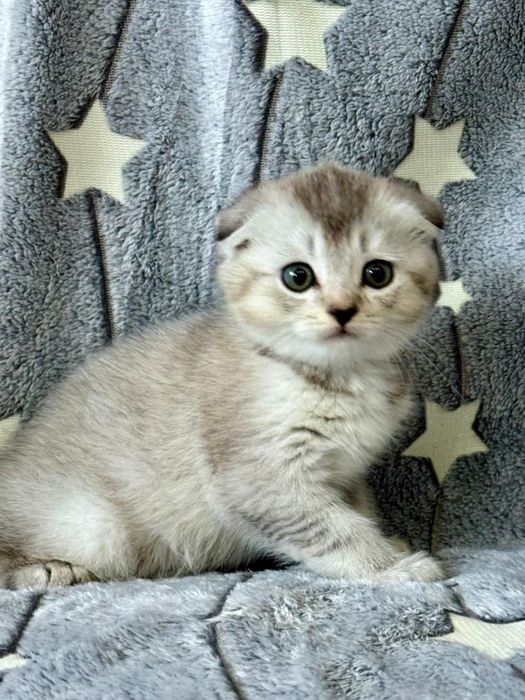 Шиншилла малыши серебро