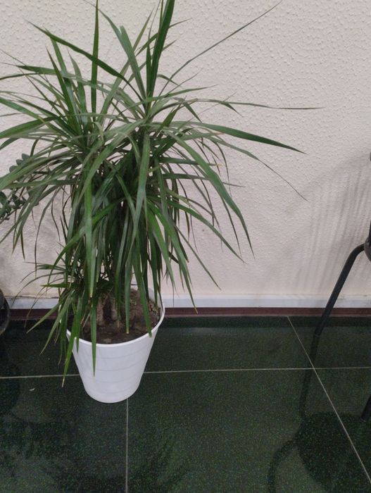 Продам комнатное растение Драцена