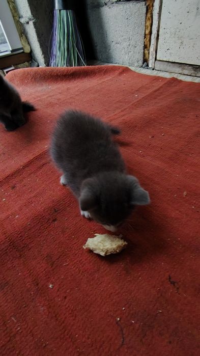 Отдам котят в хорошие руки