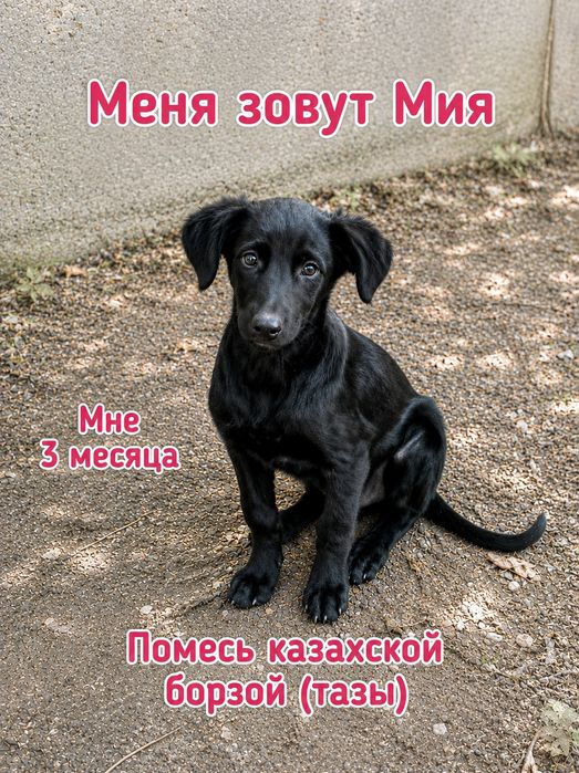 Красавица Мия — щенок помесь Тазы (3 мес). Привезём сами!