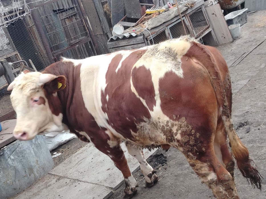 Продам быка чистокровный симентал