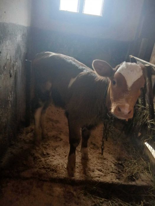 Vand vitica de 7 sapt