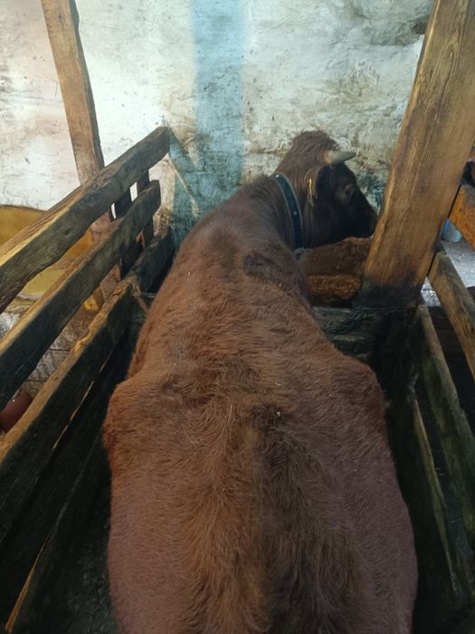 Продаю Бычкова телок