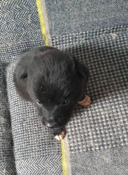 Кобельки в добрые руки