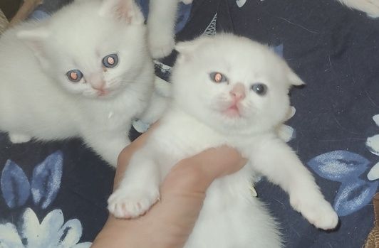 Шотландские котята с разными глазами .