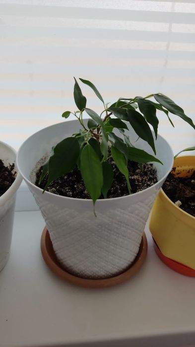 Цветы комнатные разные