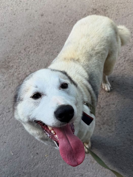 Ищем дом для малышки