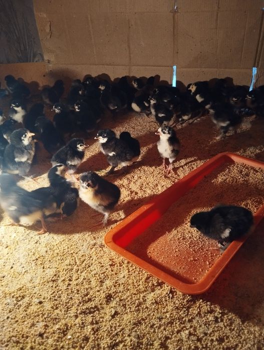 Инкватор 600 талик автамат