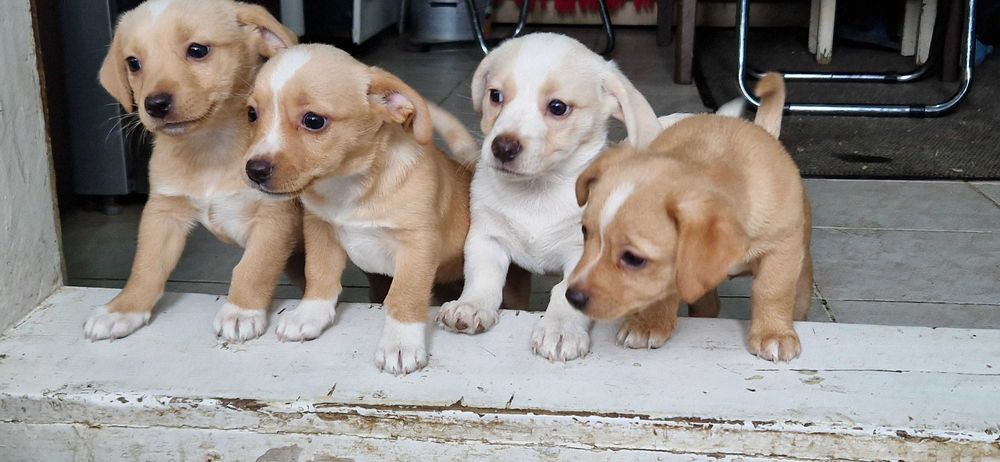 Donație cățeluși de 2 luni