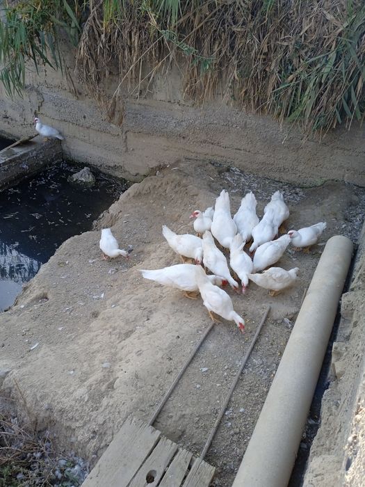 ИНДОУТКИ(готовый бизнес)