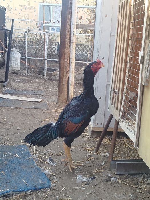 Дакан петушок продам