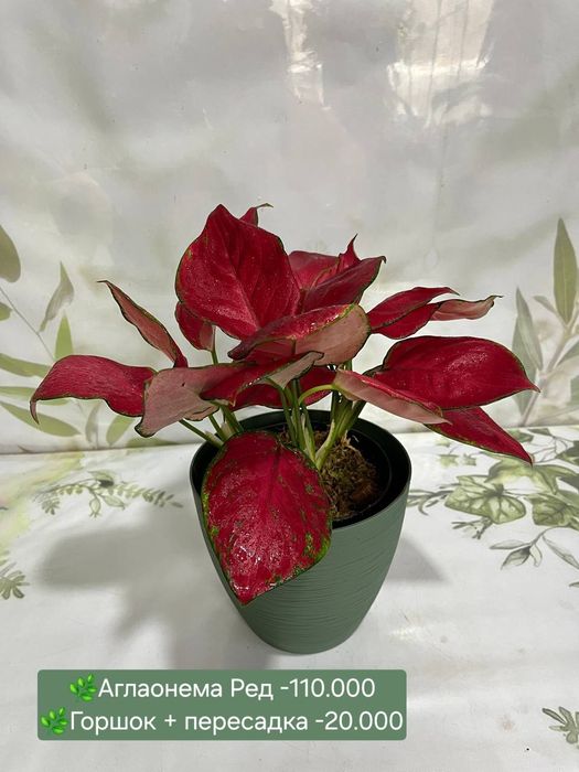 ОРХИДЕИ. Калатея, Аглаонема, Филодендрон крокодил и др расте