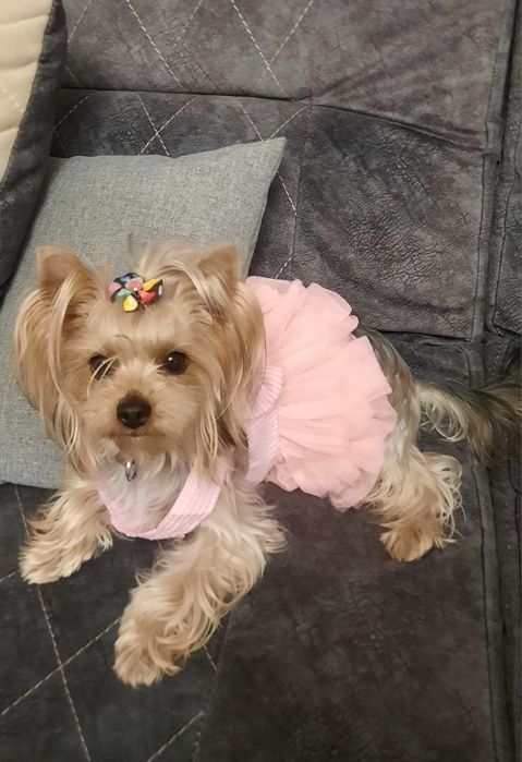 Йоркширский терьер