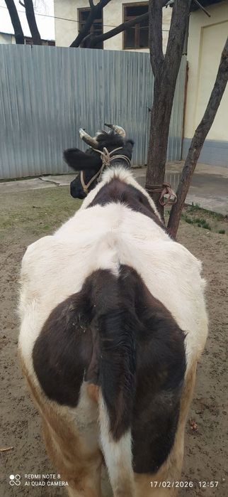 Sigir boʻgʻoz sotiladi