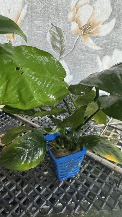 Продам растения аквариумные куст 1500 т
