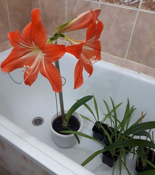 комнатные растения гиппеаструм