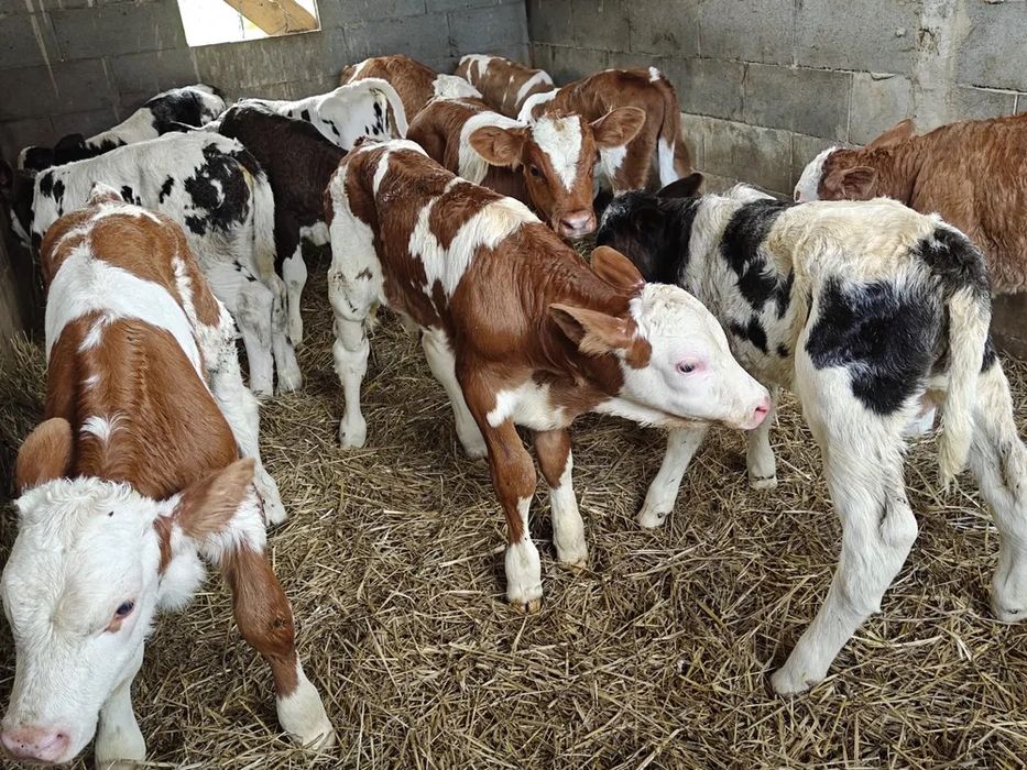 Vitei sugari si intarcati pentru crescut ! Exemplare frumoase,