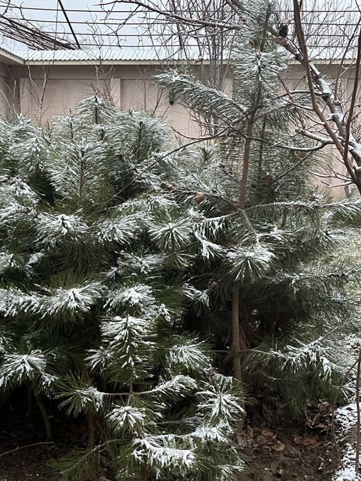 Сосна Крымская,7лет.