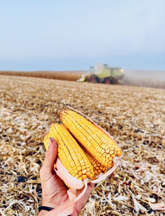 Porumb boabe 2025 0.80 bani/kg Umiditate%